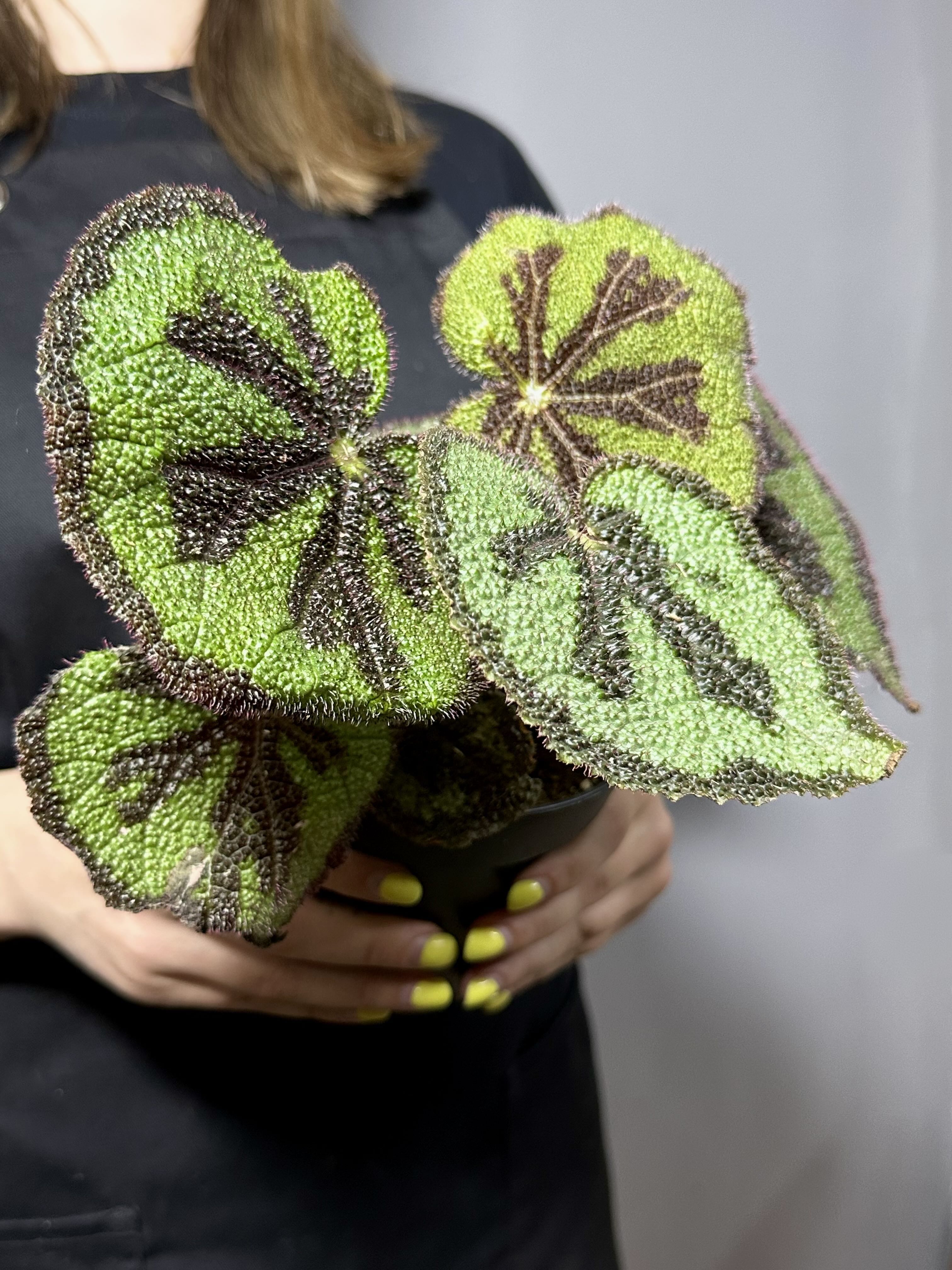 Бегония Мэсона (Begonia Masoniana) D12см