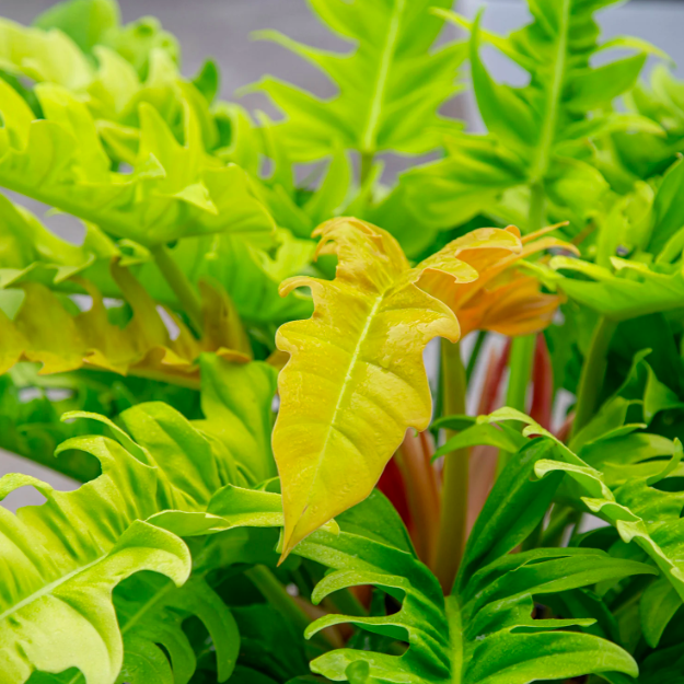 Филодендрон Голден Крокодил (Philodendron Golden Crocodile) D6см