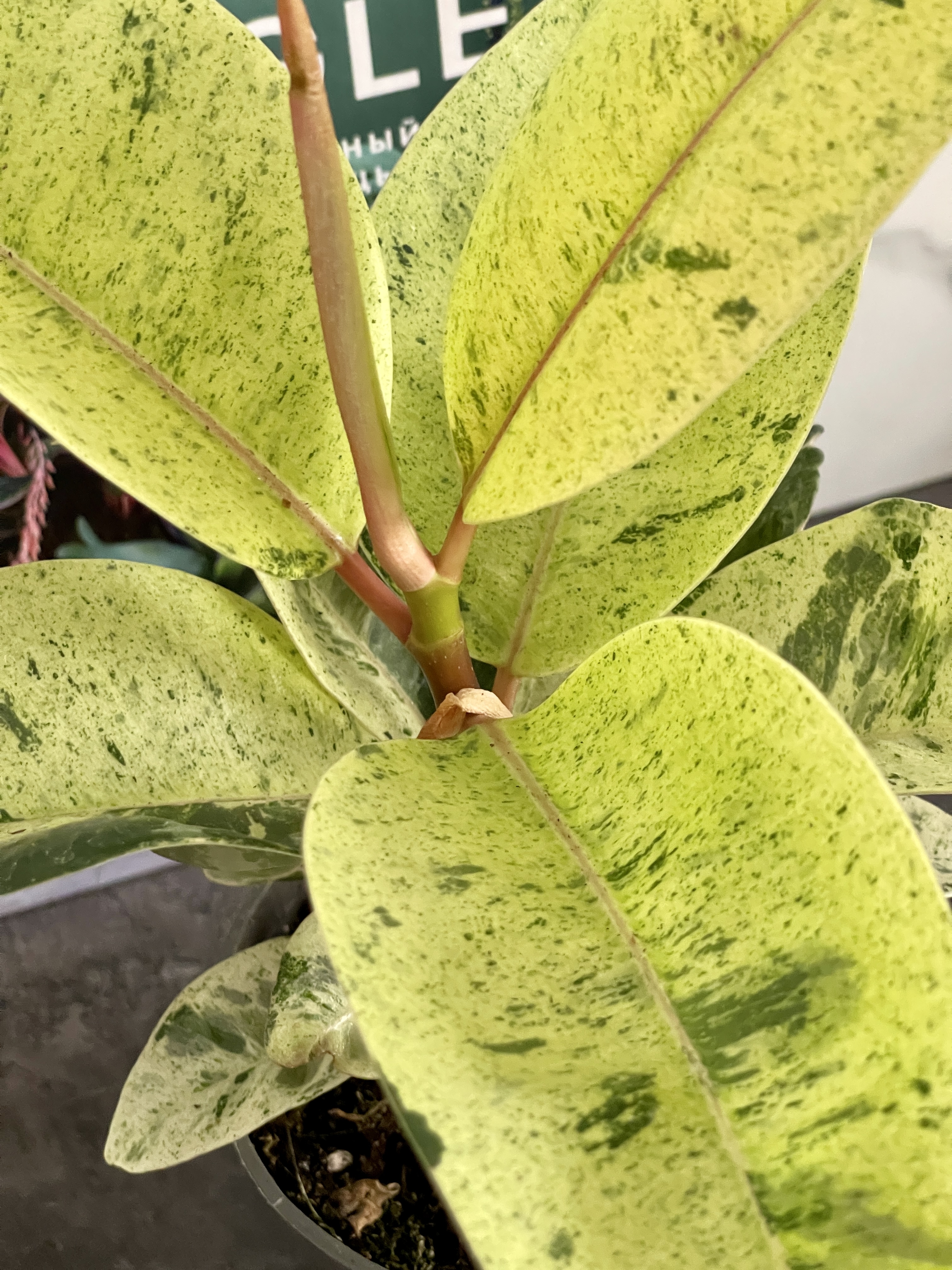 Фикус Вариегатный Эластика Шрайвериана (Ficus Elastica Shivereana) D10см