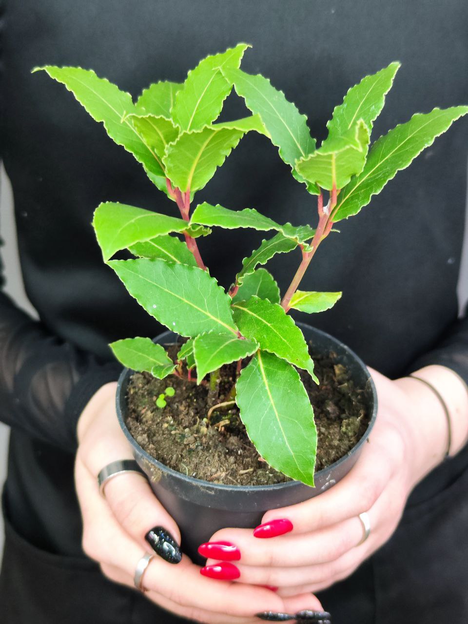 Лавр Благородный, или Лавровое дерево (Laurus Nobilis) D11см