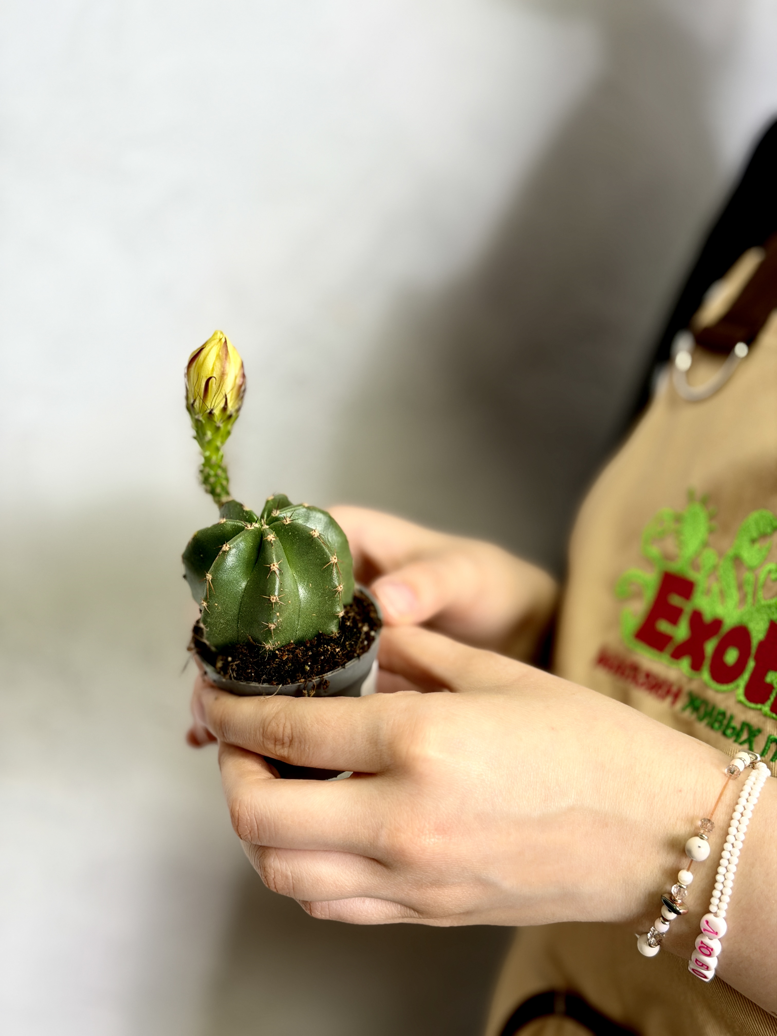 Эхиноцереус Субинермис, или Безколючковый (Echinocereus Subinermis) D6см