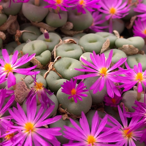 Конофитум Минутум (Conophytum minutum) D5см