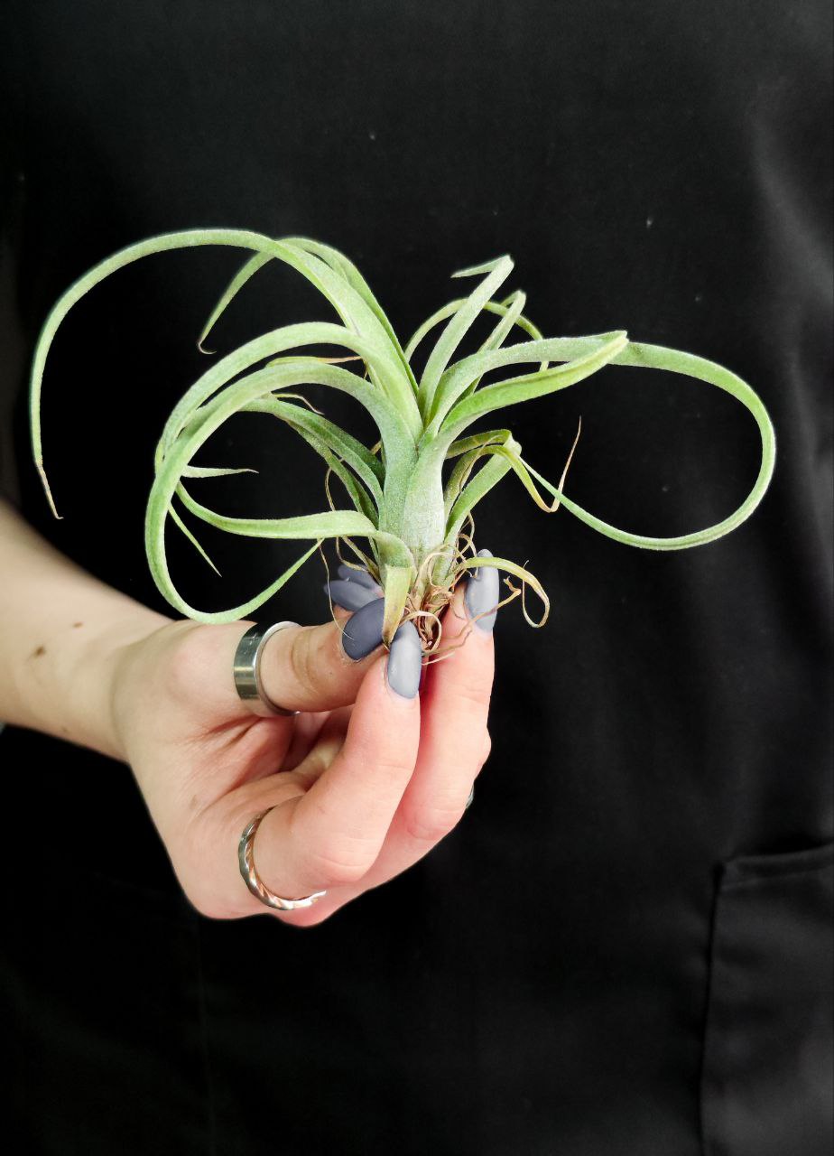 Тилландсия Курли Слим Мини (Tillandsia Сurly Slim)