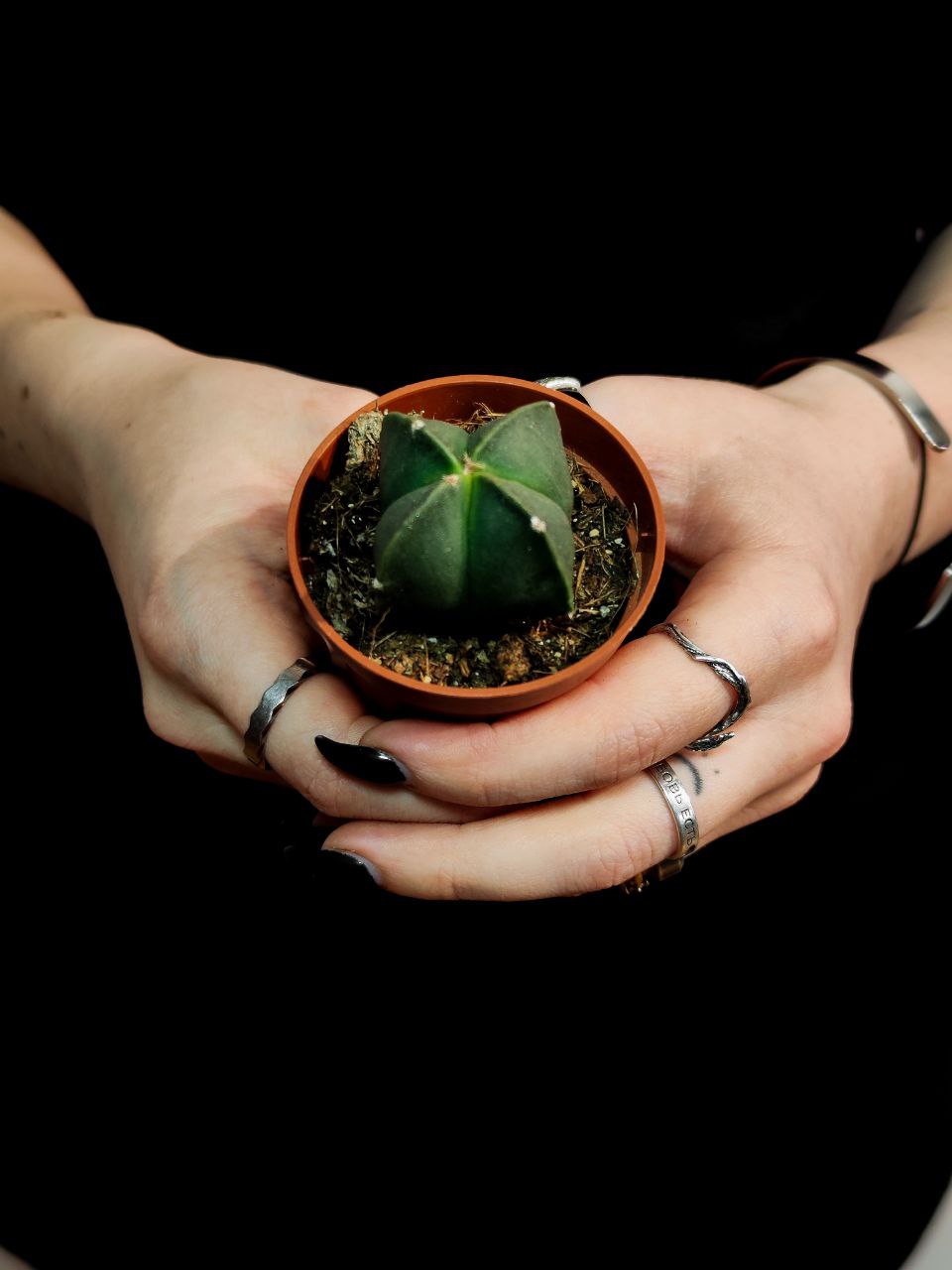 Астрофитум Мириостигма Нудум Квадрикостатум (Astrophytum Myriostigma Nudum Quadricostatum) D5см