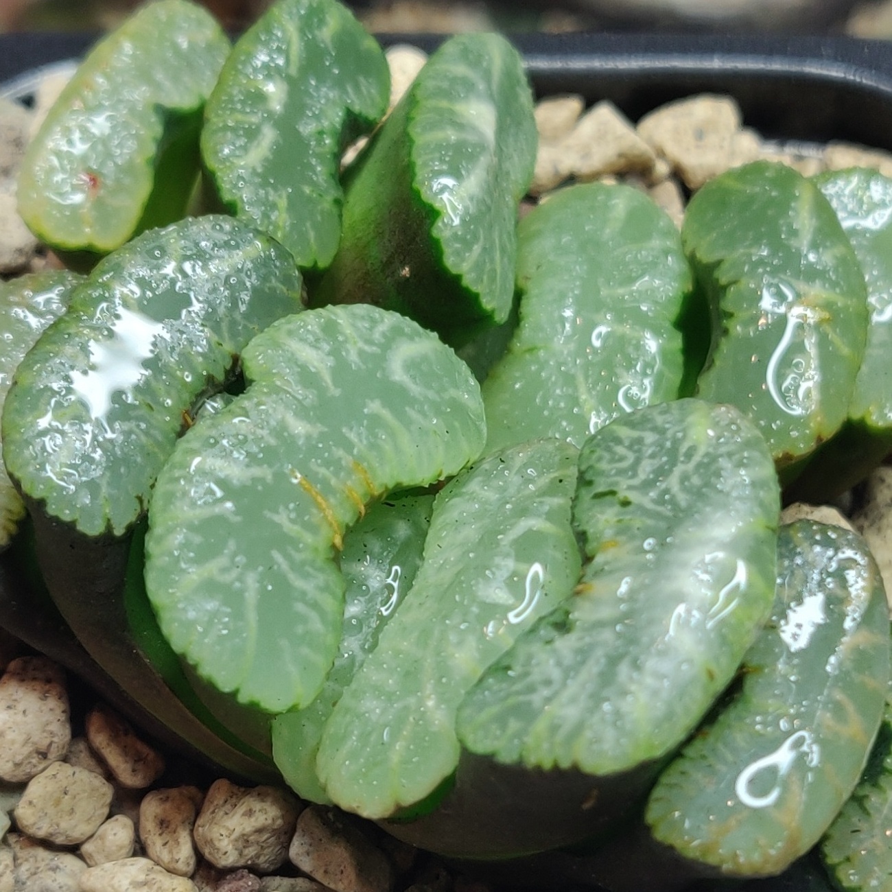 Хавортия Трунката (Haworthia Truncata) D5см