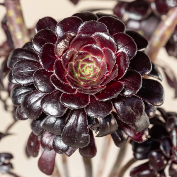 Эониум Шварцкопфа, или Черная Роза (Aeonium Schwarzkopf) D5см