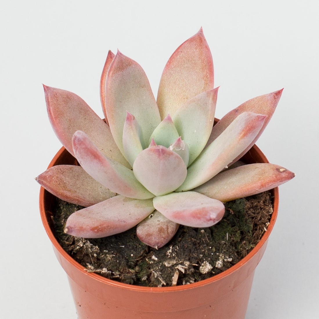 Эхеверия Мексиканский Гигант (Echeveria Mexican Giant) D8,5см