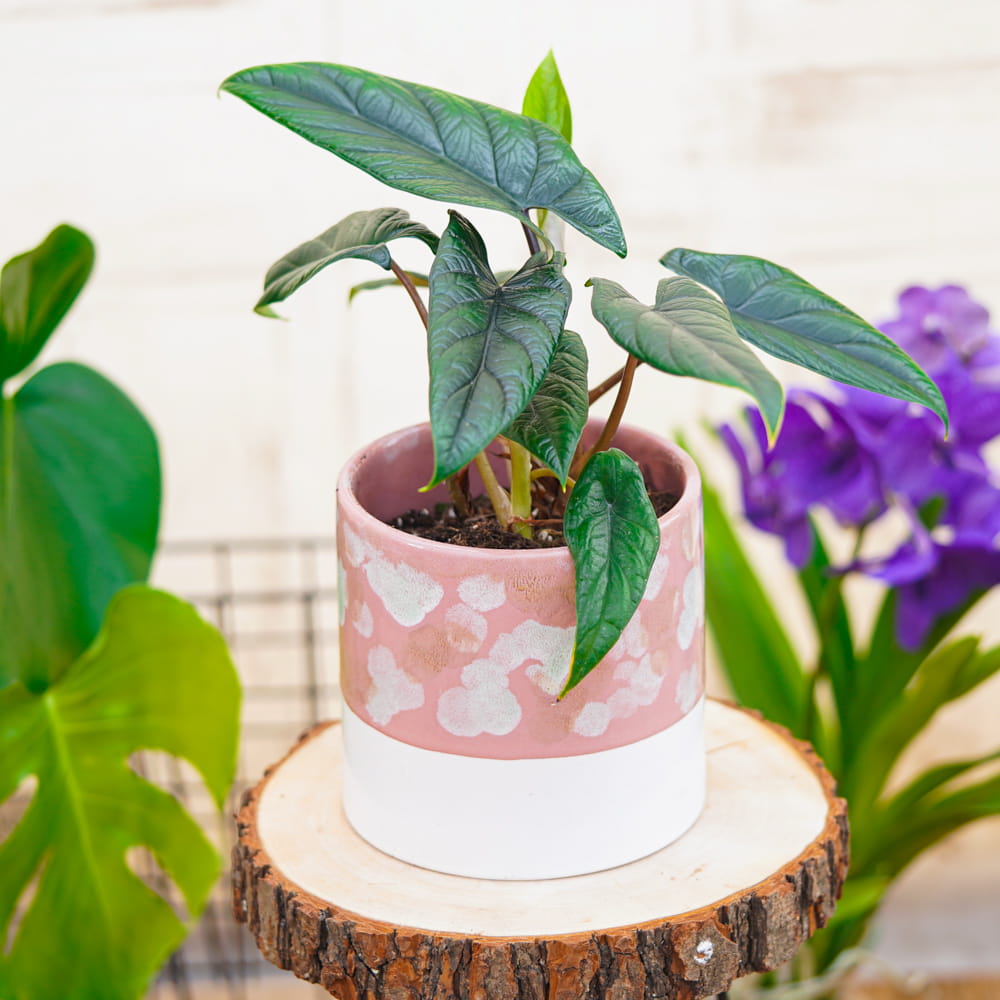 Алоказия Скальпрум (Alocasia Scalprum) D12см