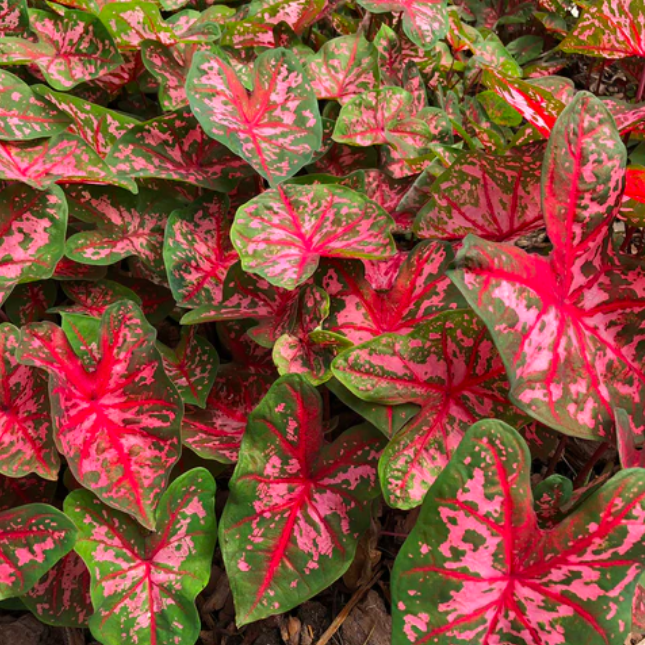 Каладиум Кэролин Уортон (Caladium Carolyn Whorton) D12см
