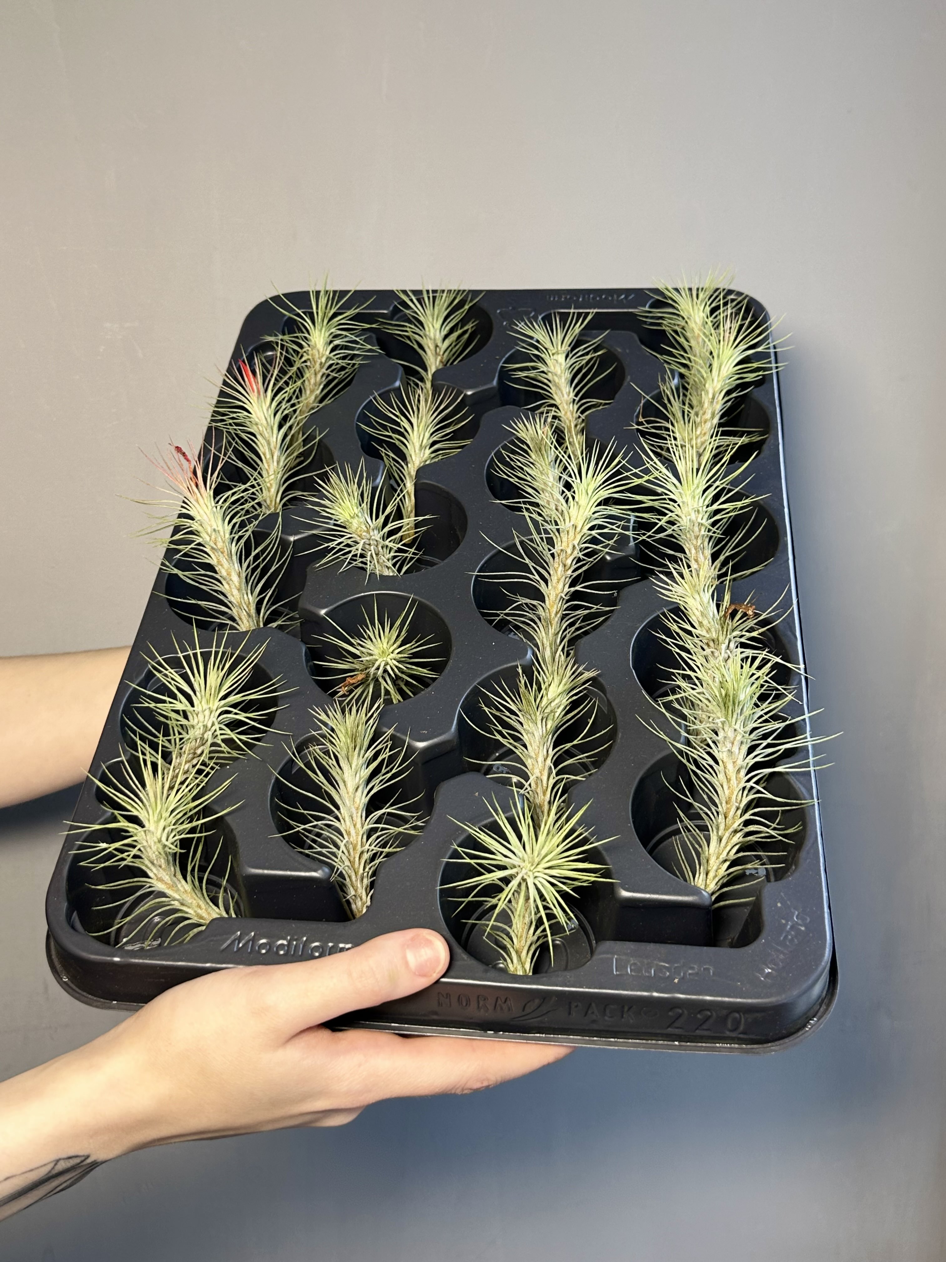 Тилландсия Фанкиана Мини (Tillandsia Funckiana Mini)