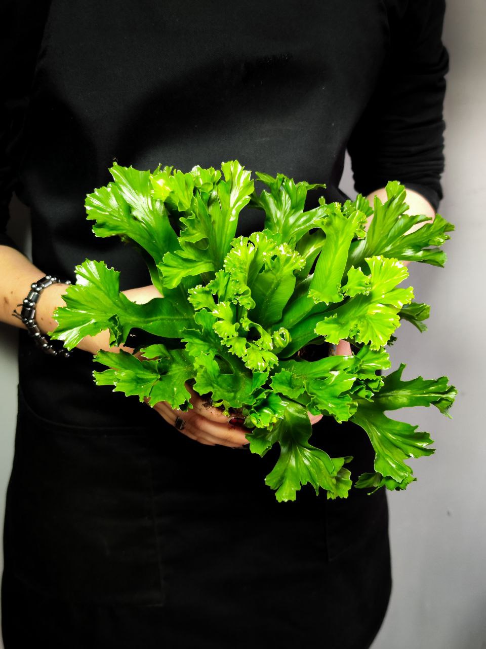 Папоротник Асплениум Лесли (Asplenium Antiquum Leslie) D11см