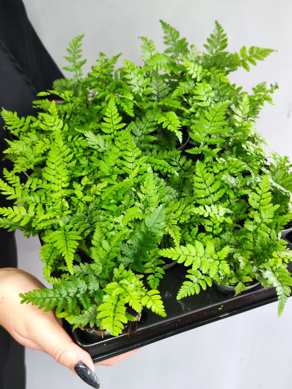 Полистихум Цусимский, или Корейский Скальный Папоротник (Polystichum Tsus-Simense) D6см