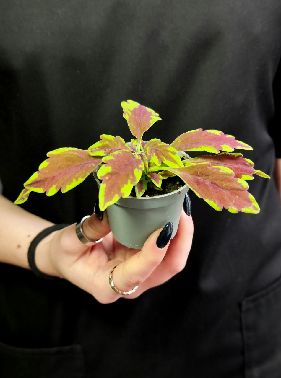 Колеус Лефрик (Coleus Le Freak) D6см