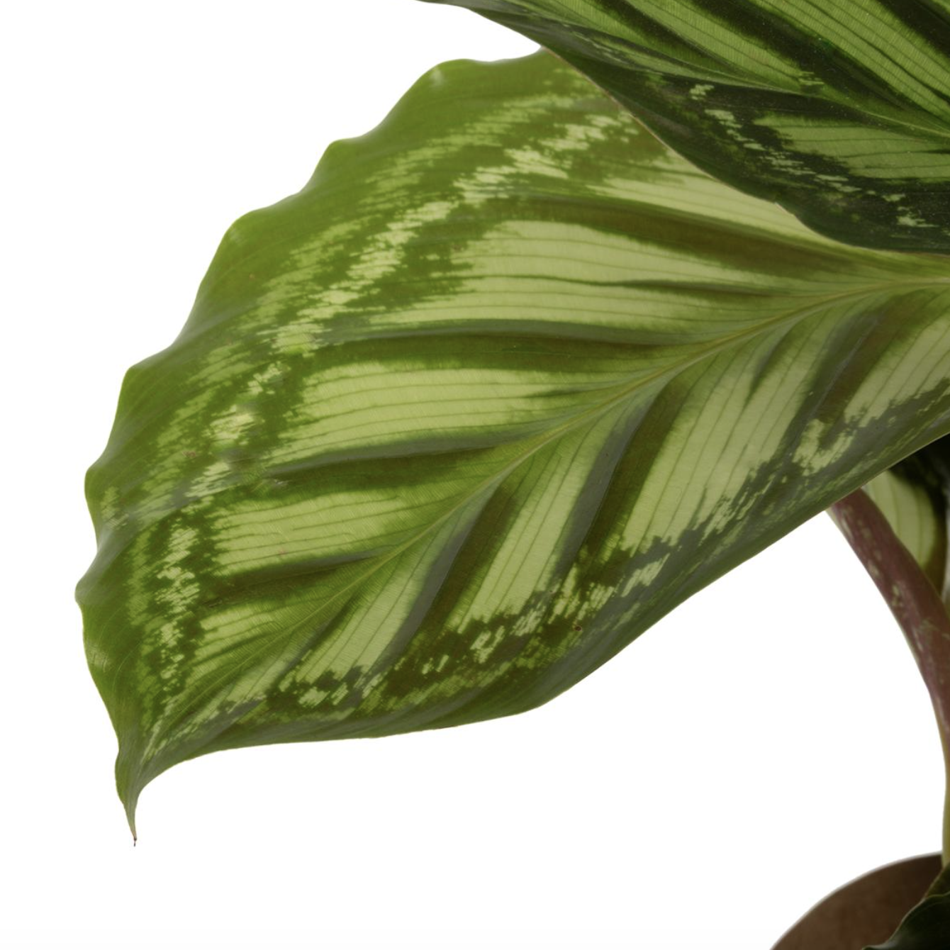 Калатея Флеймстар (Calathea Flamestar) D12см