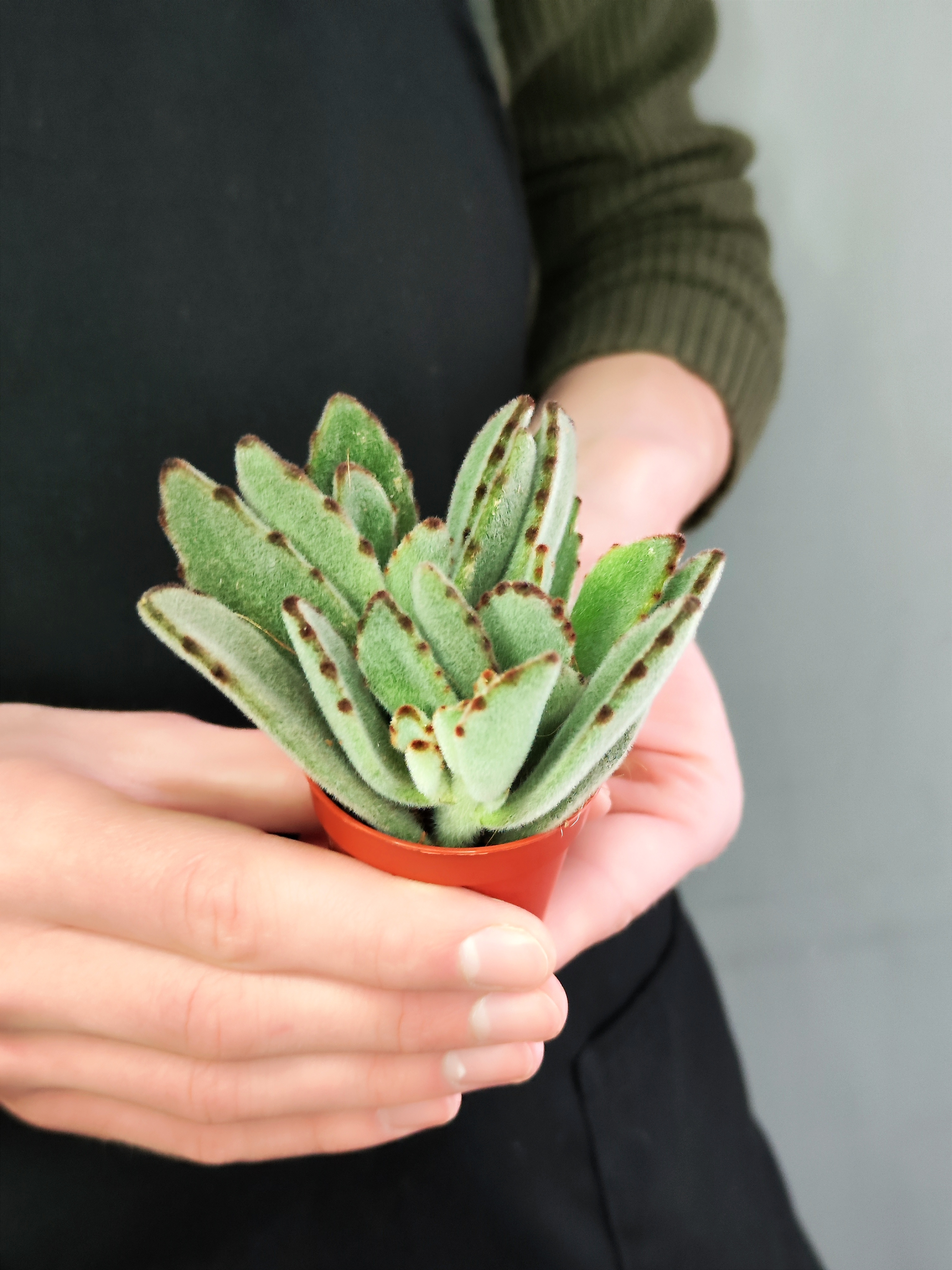 Каланхоэ Томентоза Лайт, или Войлочное (Kalanchoe Tomentosa Light) D5см