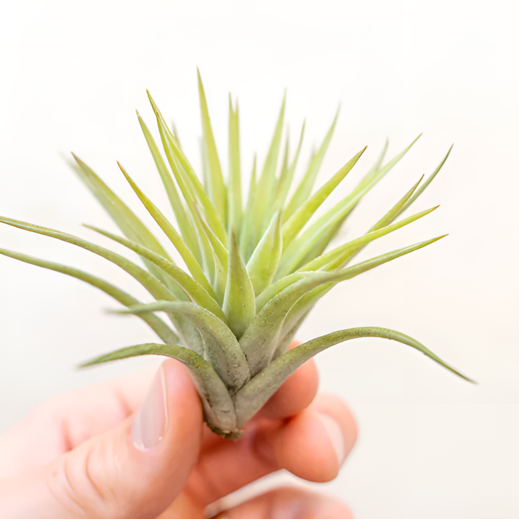 Тилландсия Велютина (Tillandsia Velutina)