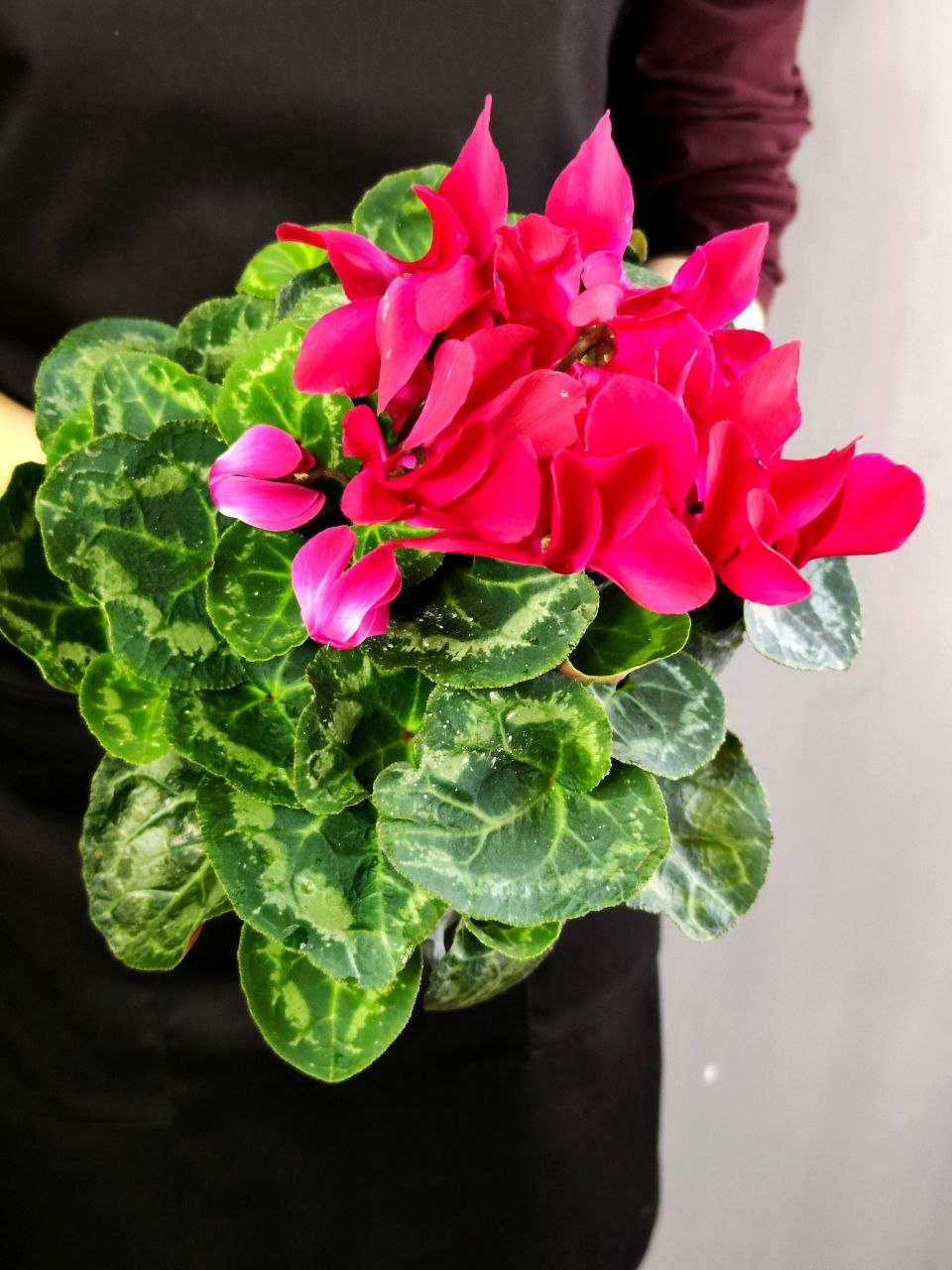 Цикламен Европейский Фуксия (Cyclamen Europaeum Fuchsia) D12см
