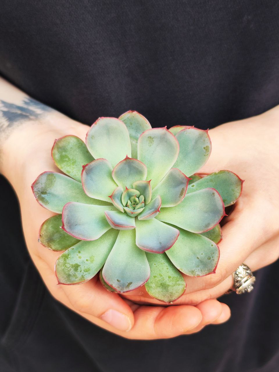 Эхеверия Пулидонис (Echeveria Pulidonis) D5см
