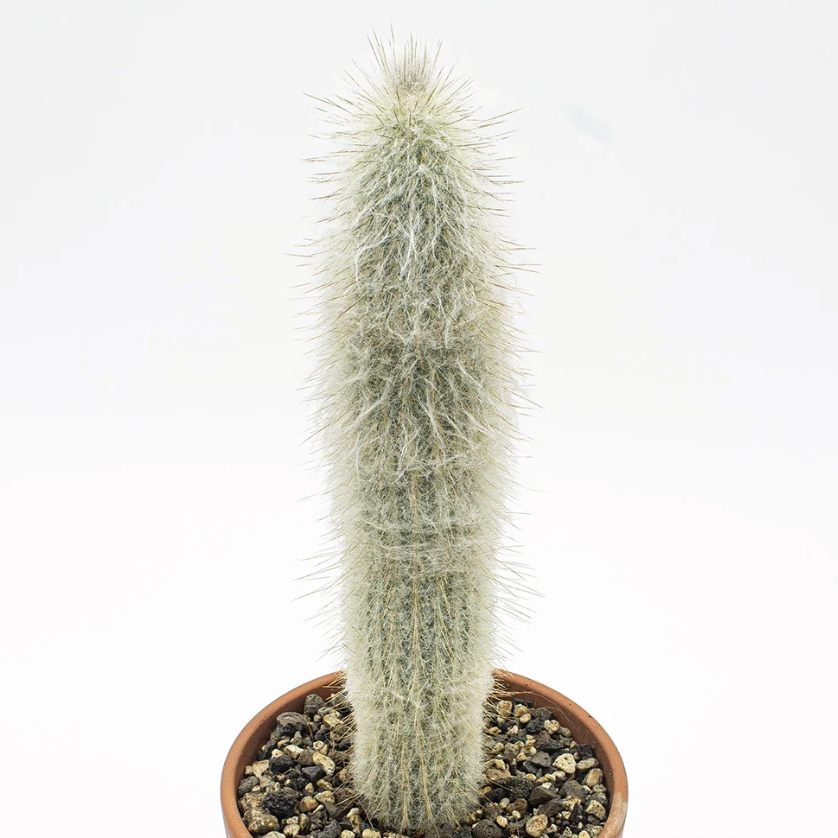 Кактус Аустроцефалоцереус Дибовского Одиночный (Austrocephalocereus Duwboyskii) D5см