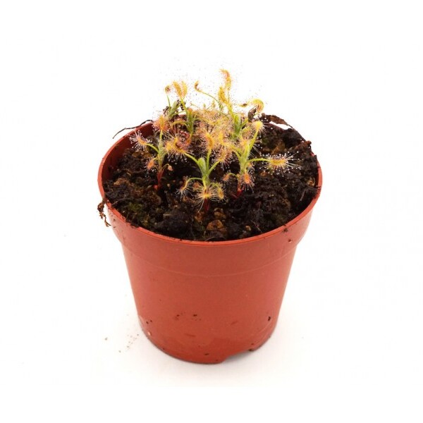 Росянка Скорпион (Drosera Scorpioides) D9см