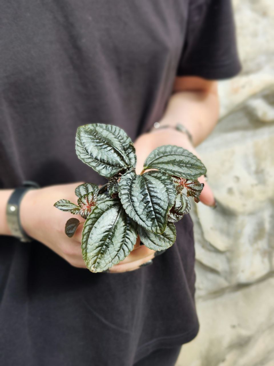 Пилея Норфолк (Pilea Involucrata Norfolk) D6см