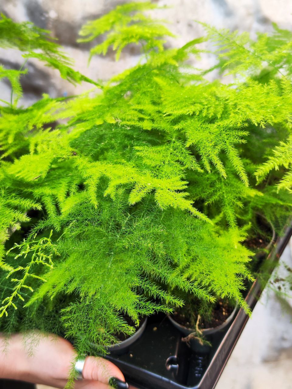 Аспарагус Плюмозус (Asparagus Plumosus) D6см