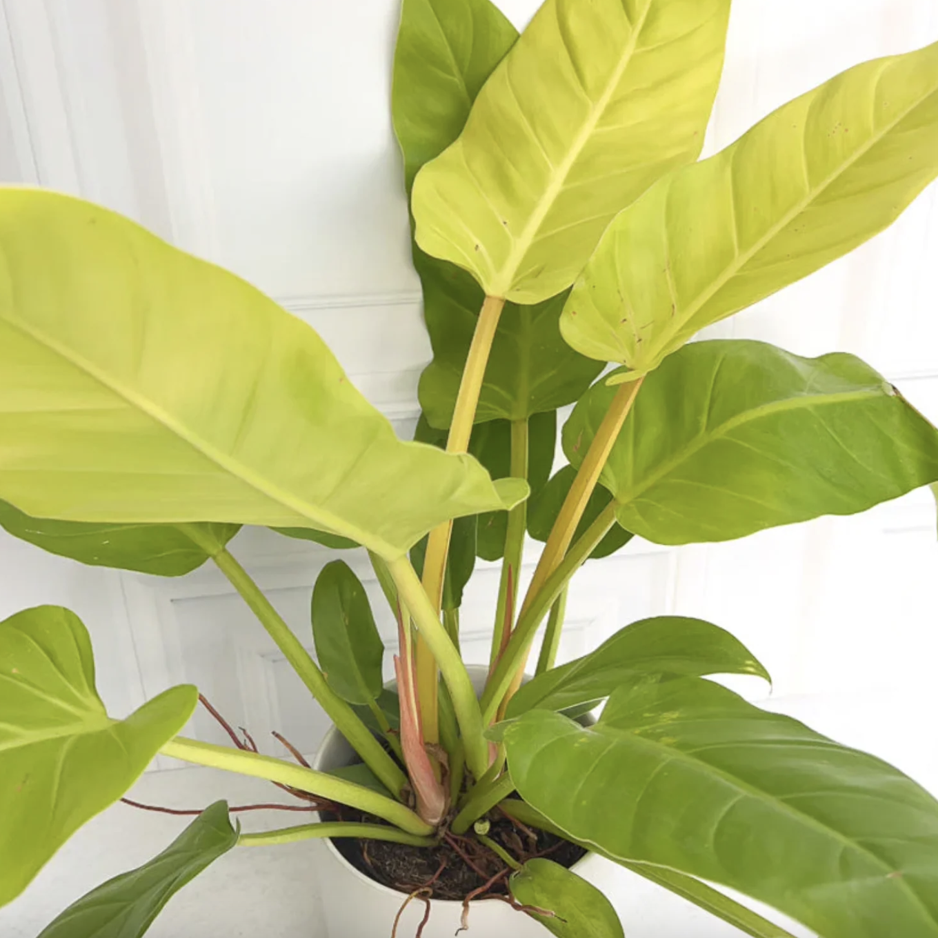 Филодендрон Мелинонии Голд (Philodendron Melinonii Gold) D6см