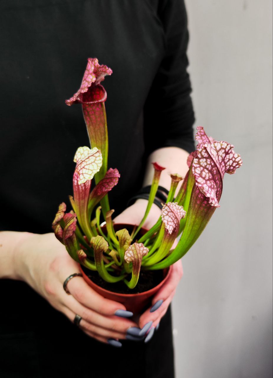 Саррацения Сопера (Sarracenia Juthatip Soper) D9см