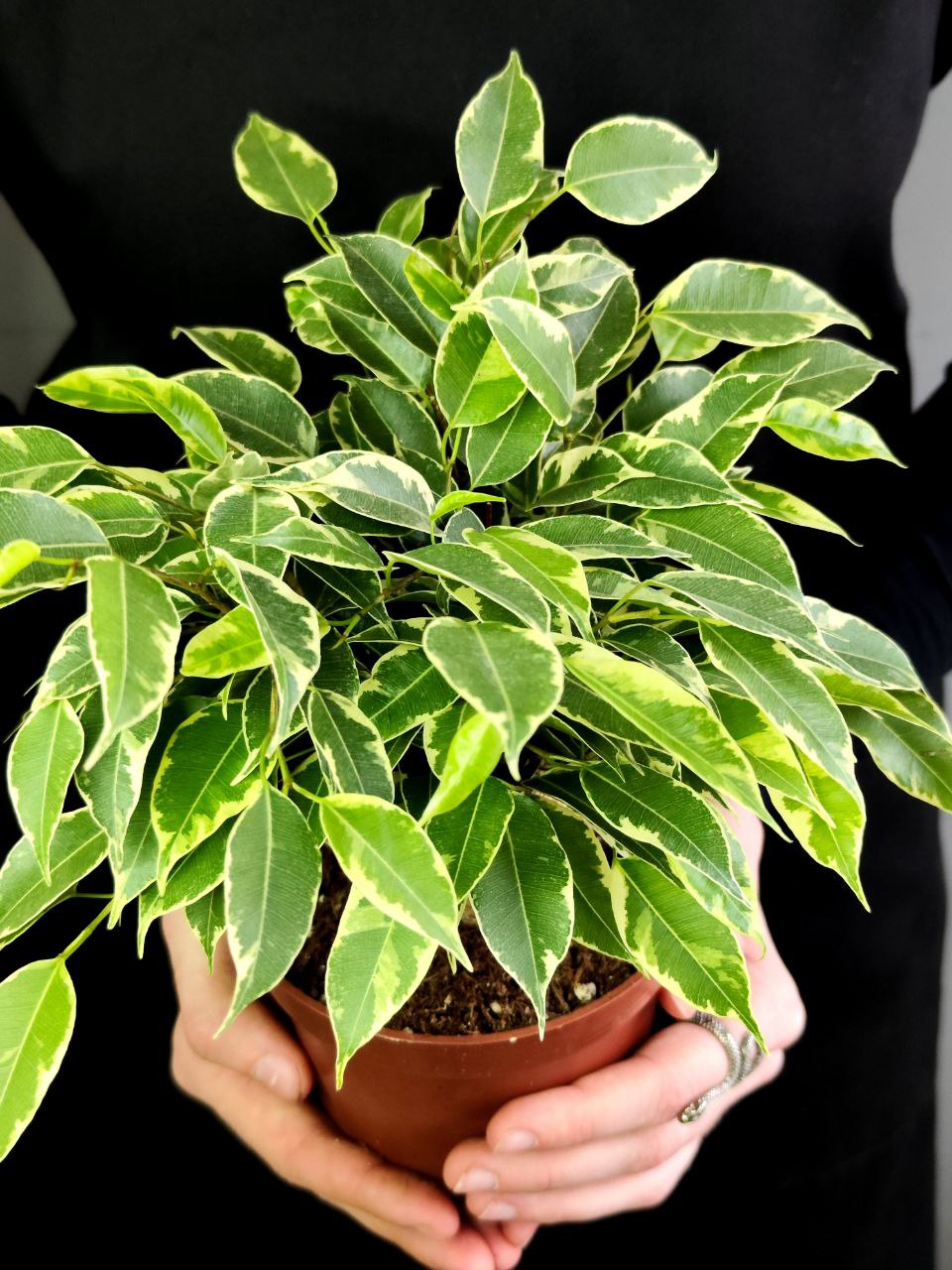 Фикус Бенджамина Кинки в джуте (Ficus Be Kinky Jute Stam) D12см