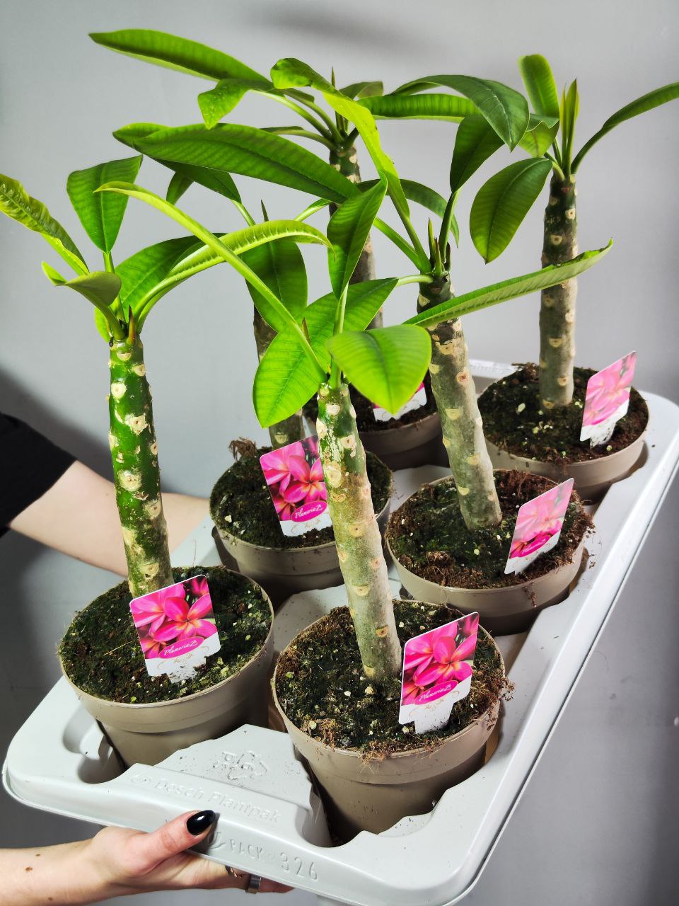 Плюмерия Гавайская (Plumeria Hawaiian) D14см