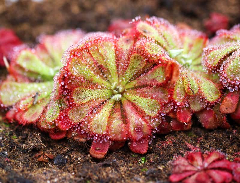 Семена Росянки Коллинская (Drosera Collinsiae) 25 шт