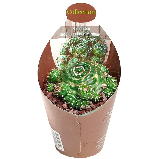 Нотокактус Юбельмана Монструозо (Notocactus Uebelmannianus Mostruoso) D6,5см