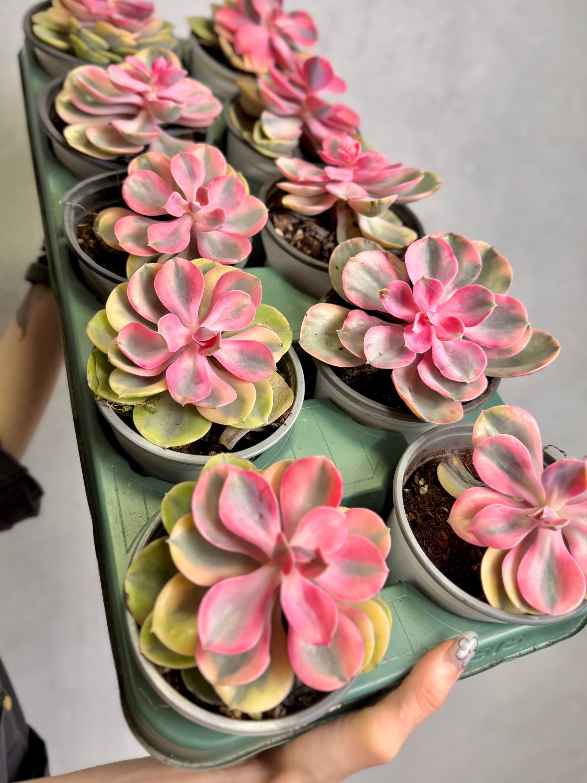 Эхеверия Рейнбоу (Echeveria Rainbow) D10см