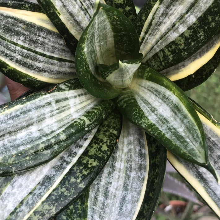 Сансевиерия Ханни Сильвер Зебра (Sansevieria Hahnii Silver Zebra) D9см