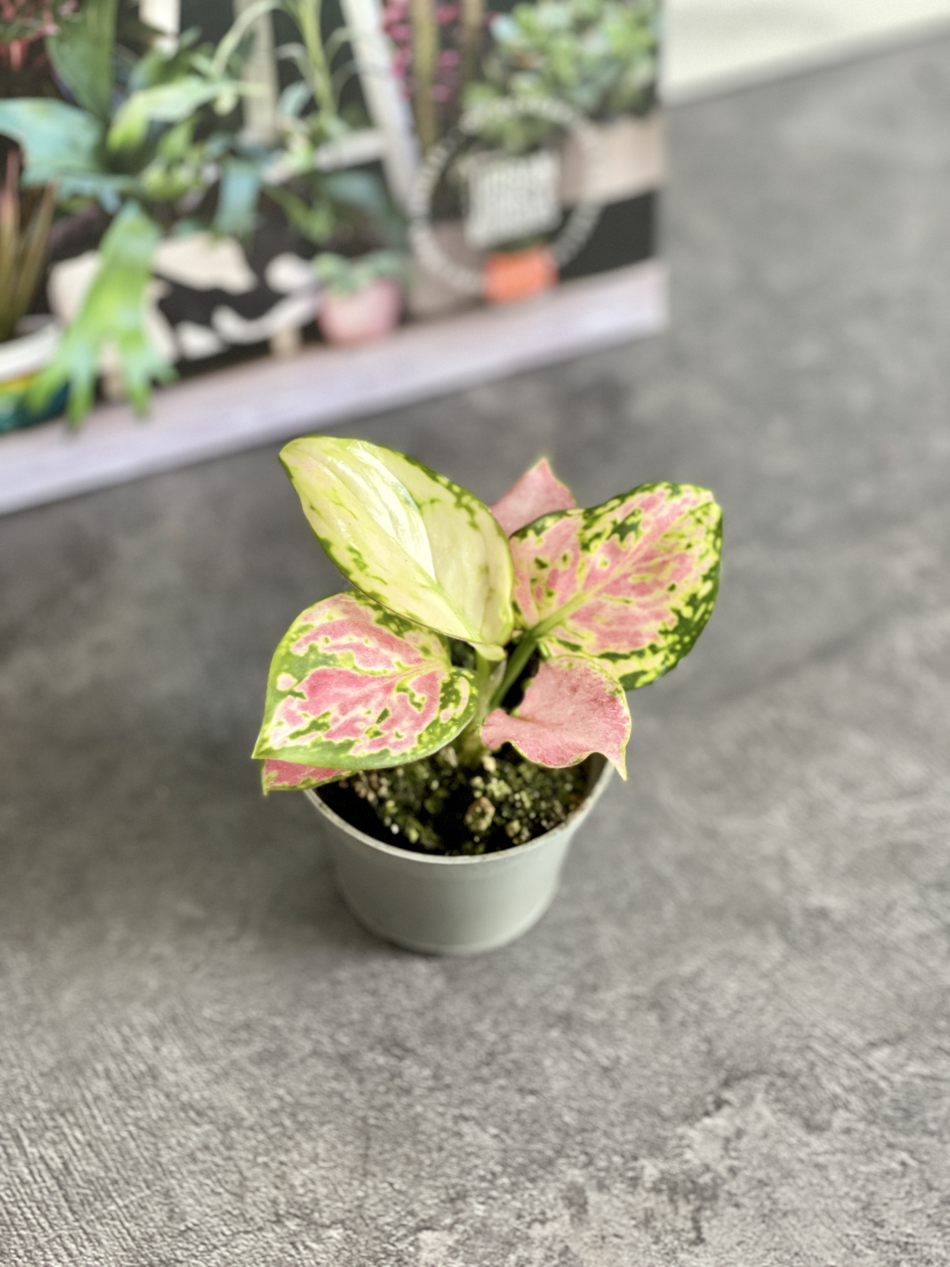 Аглаонема Красный Циркон (Aglaonema Red Zirkon) D6см