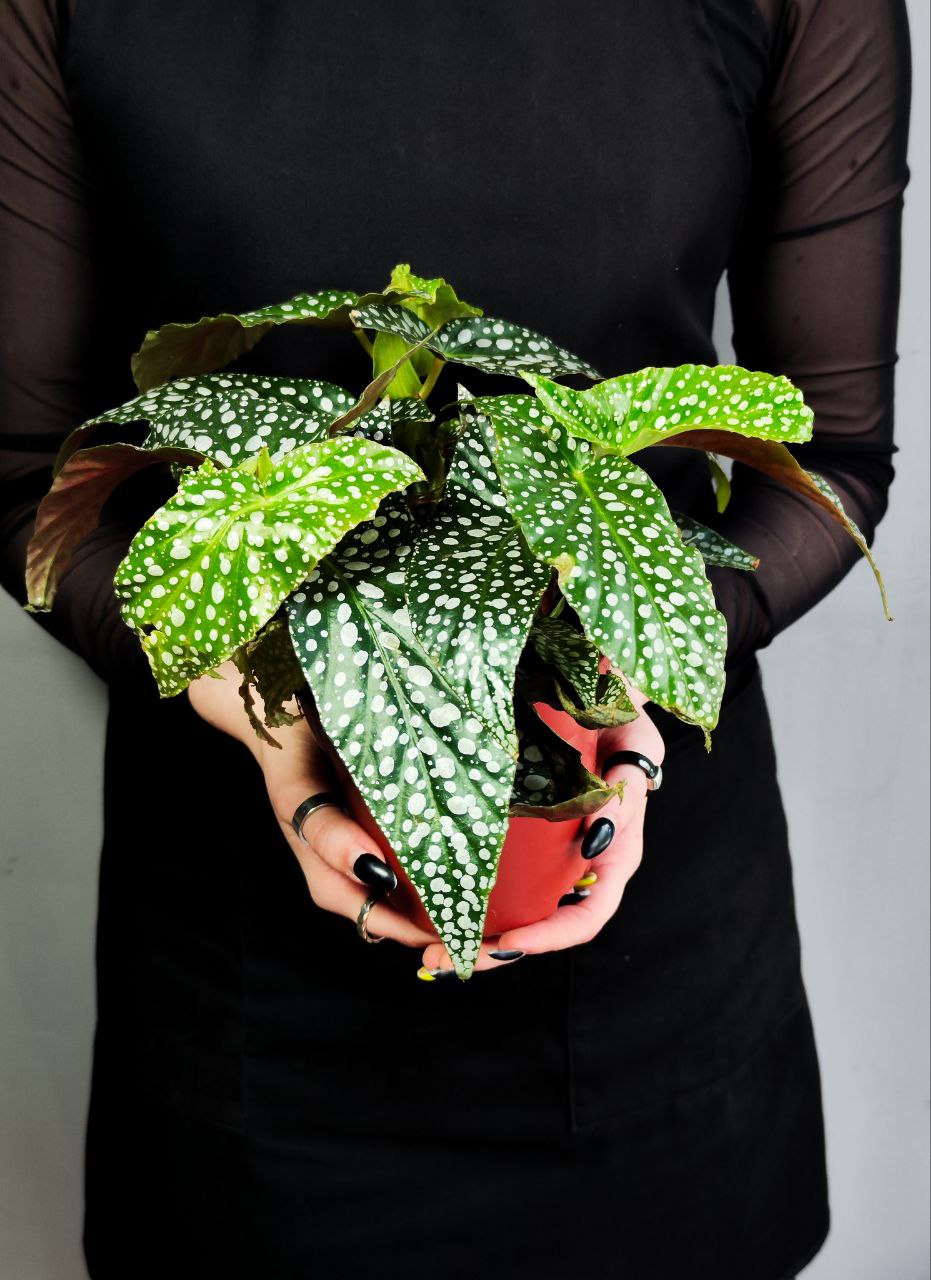 Бегония Дабл Дот (Begonia Double Dot) D12см