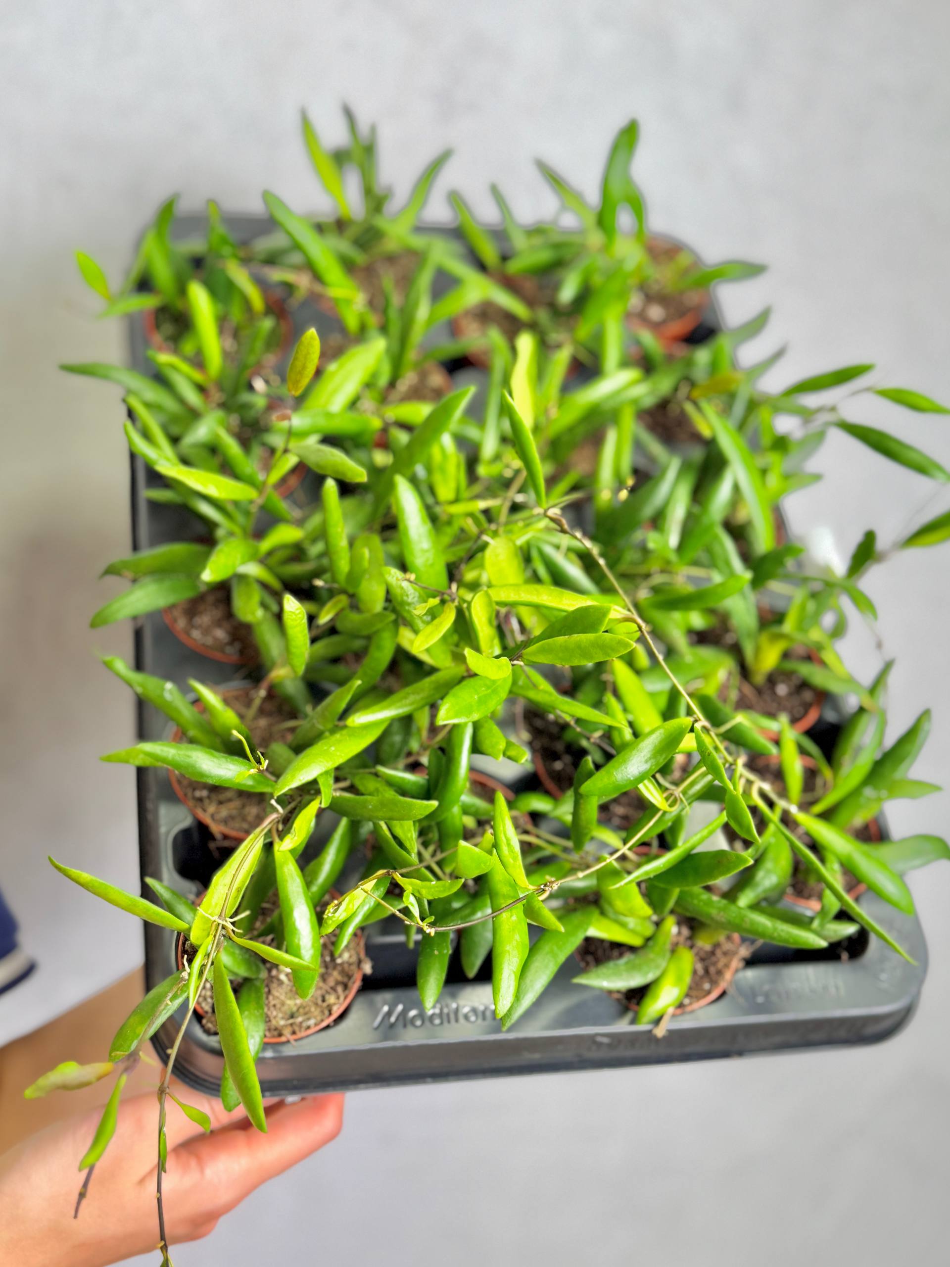 Хойя Лохери (Hoya Loheri) D8см