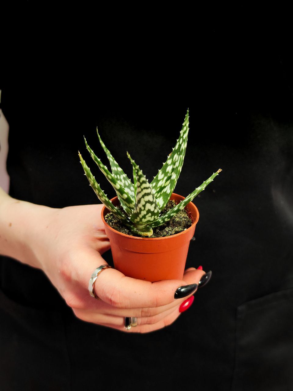 Алоэ Бронз Лизард (Aloe Bronze Lizard) D5см