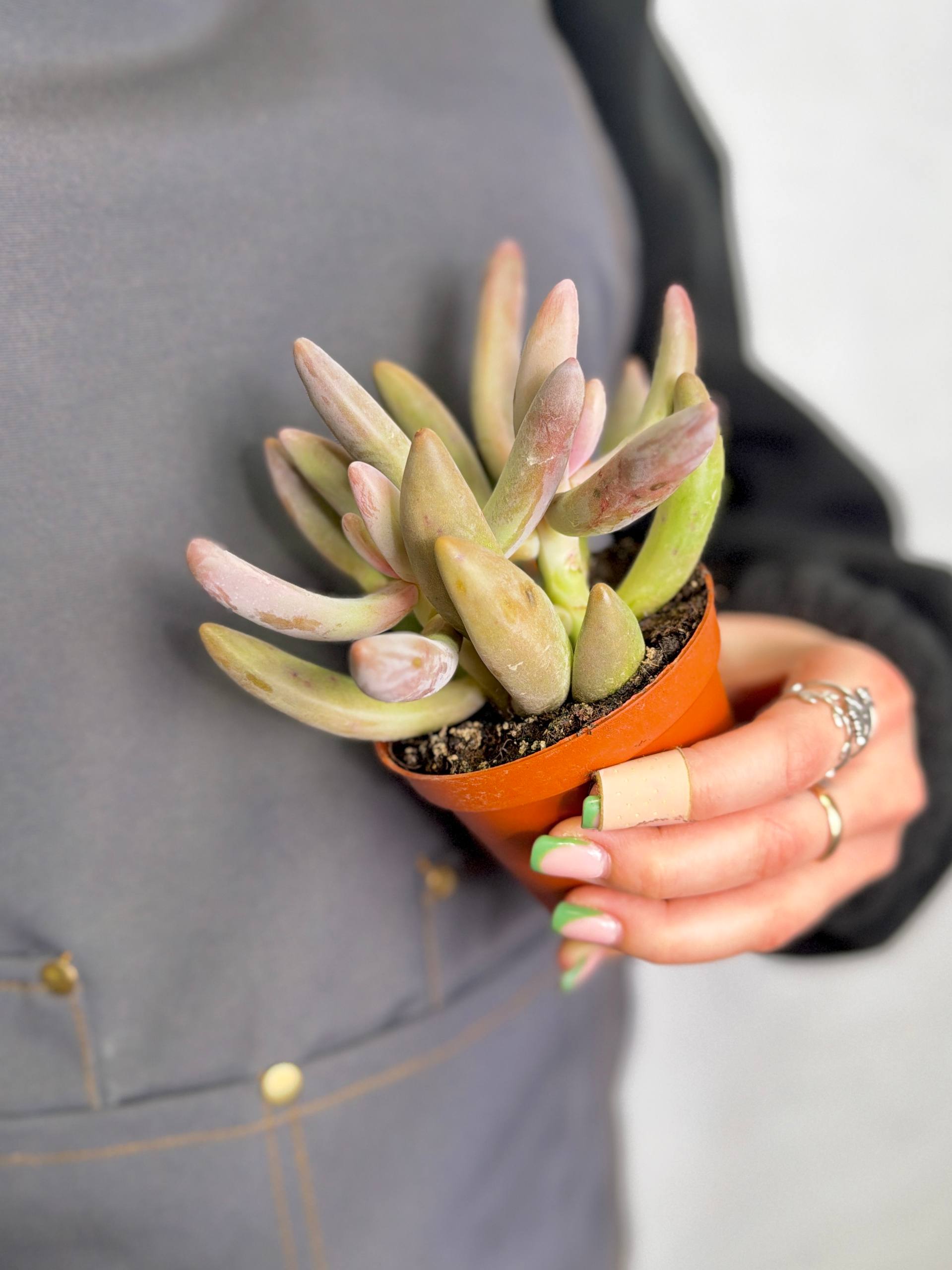 Пахифитум Ганьчжоу (Pachyphytum Ganzhou) D8,5см