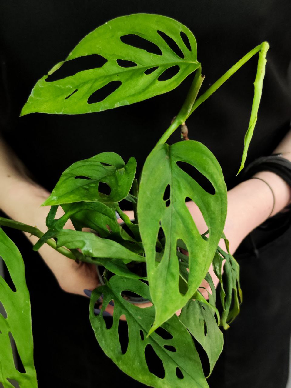 Монстера Акумината (Monstera Acuminata) D6см