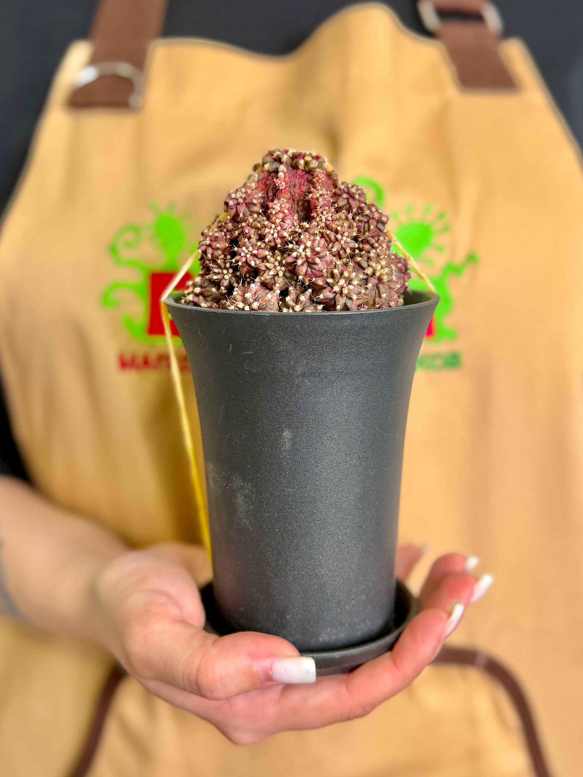 Гимнокалициум Михановича Ти-Рекс (Gymnocalycium Godji T-Rex) D10см