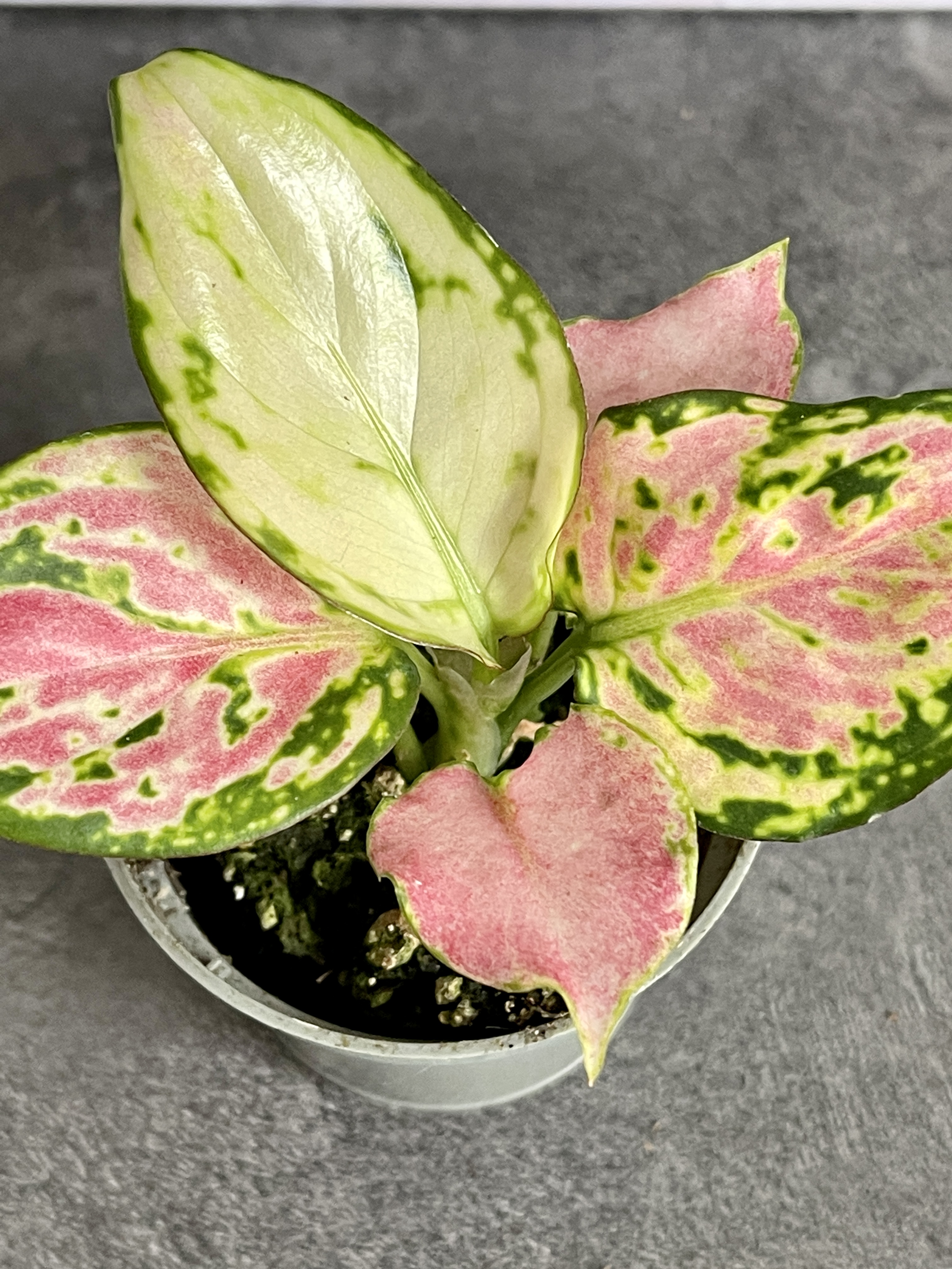 Аглаонема Красный Циркон (Aglaonema Red Zirkon) D6см
