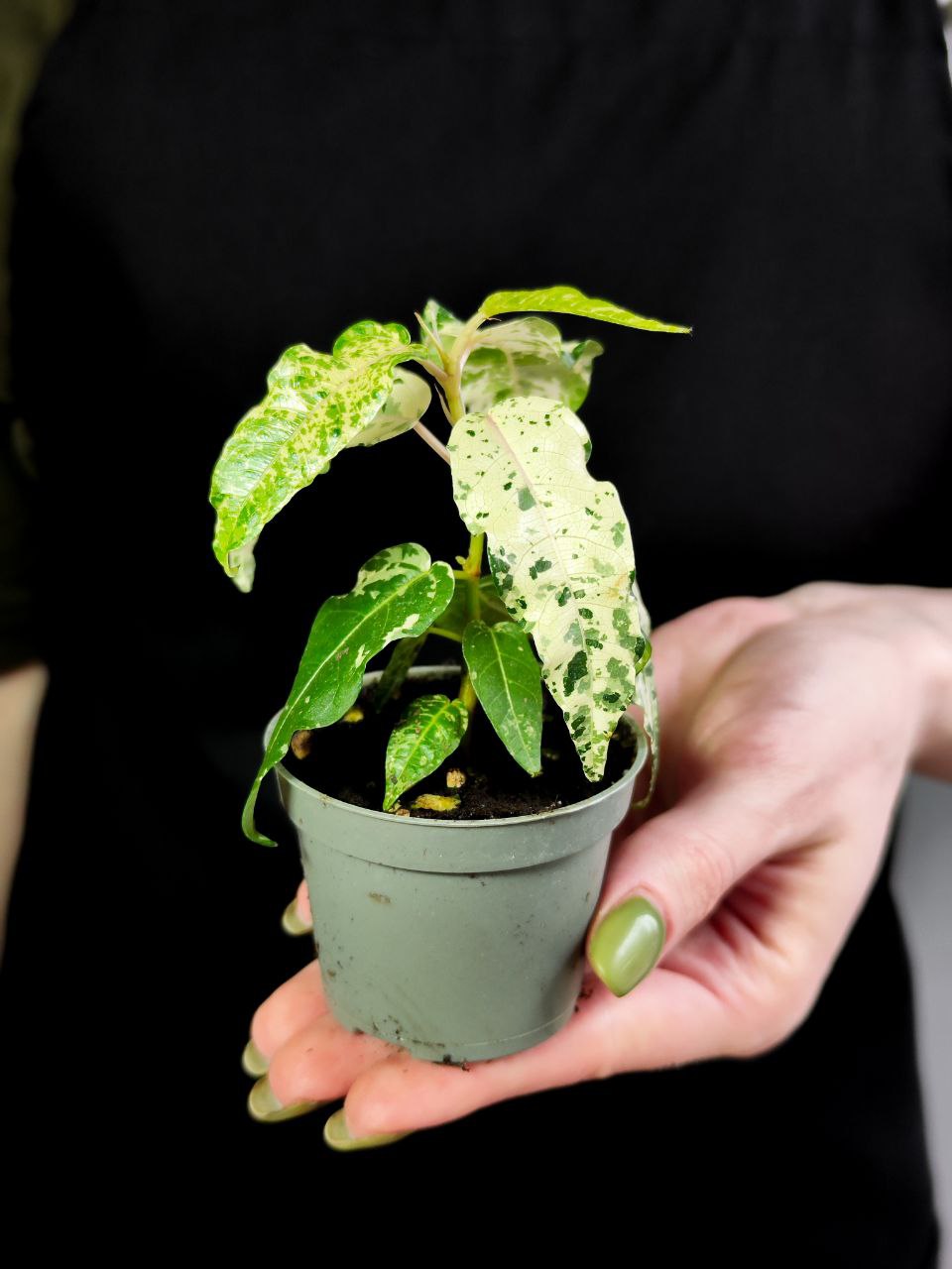 Фикус Альтиссима Нью Клон (Ficus Altissima New Clon) D6см