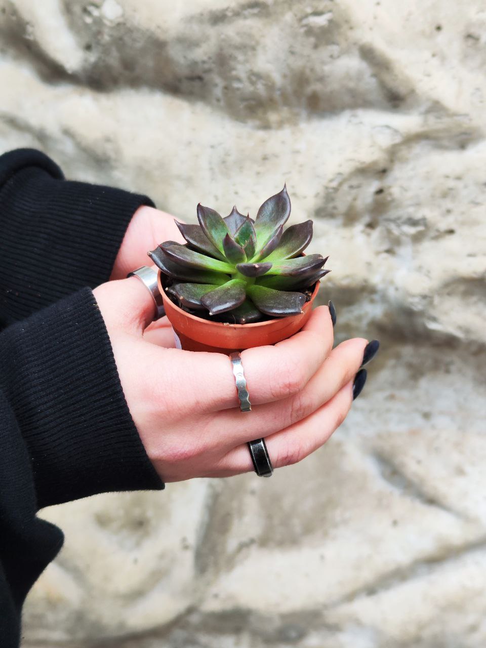 Эхеверия Черный Принц (Echeveria Black Prince) D5см