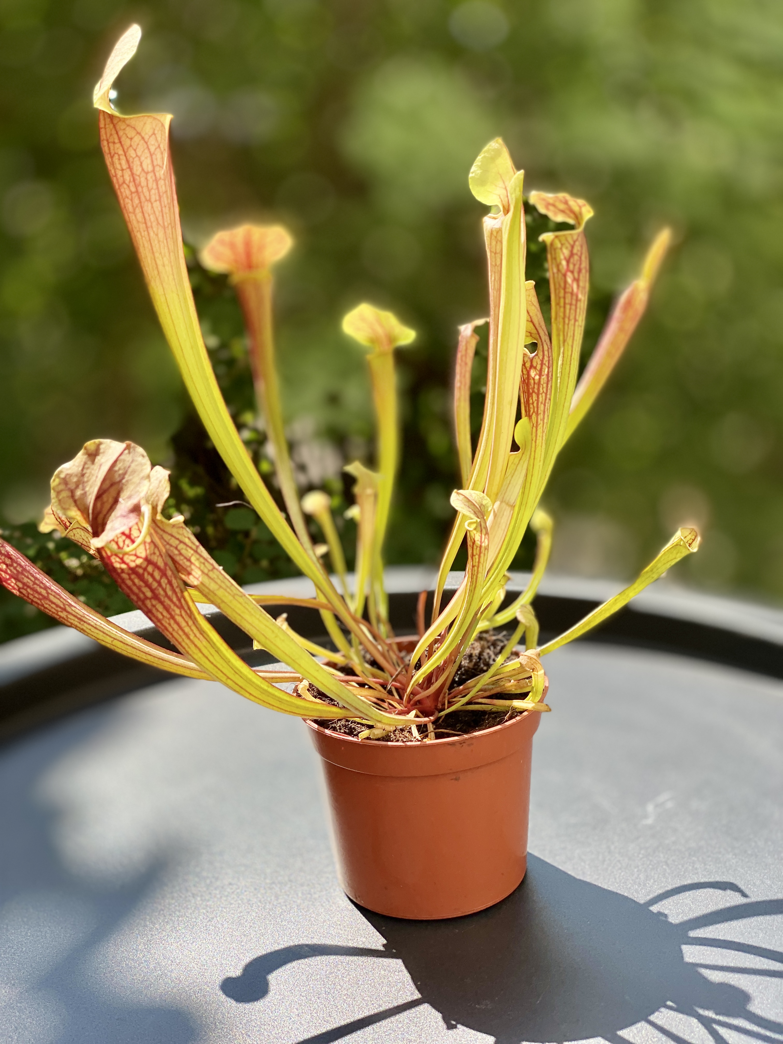 Саррацения Джудит Хиндл (Sarracenia «Judith Hindle») D9см