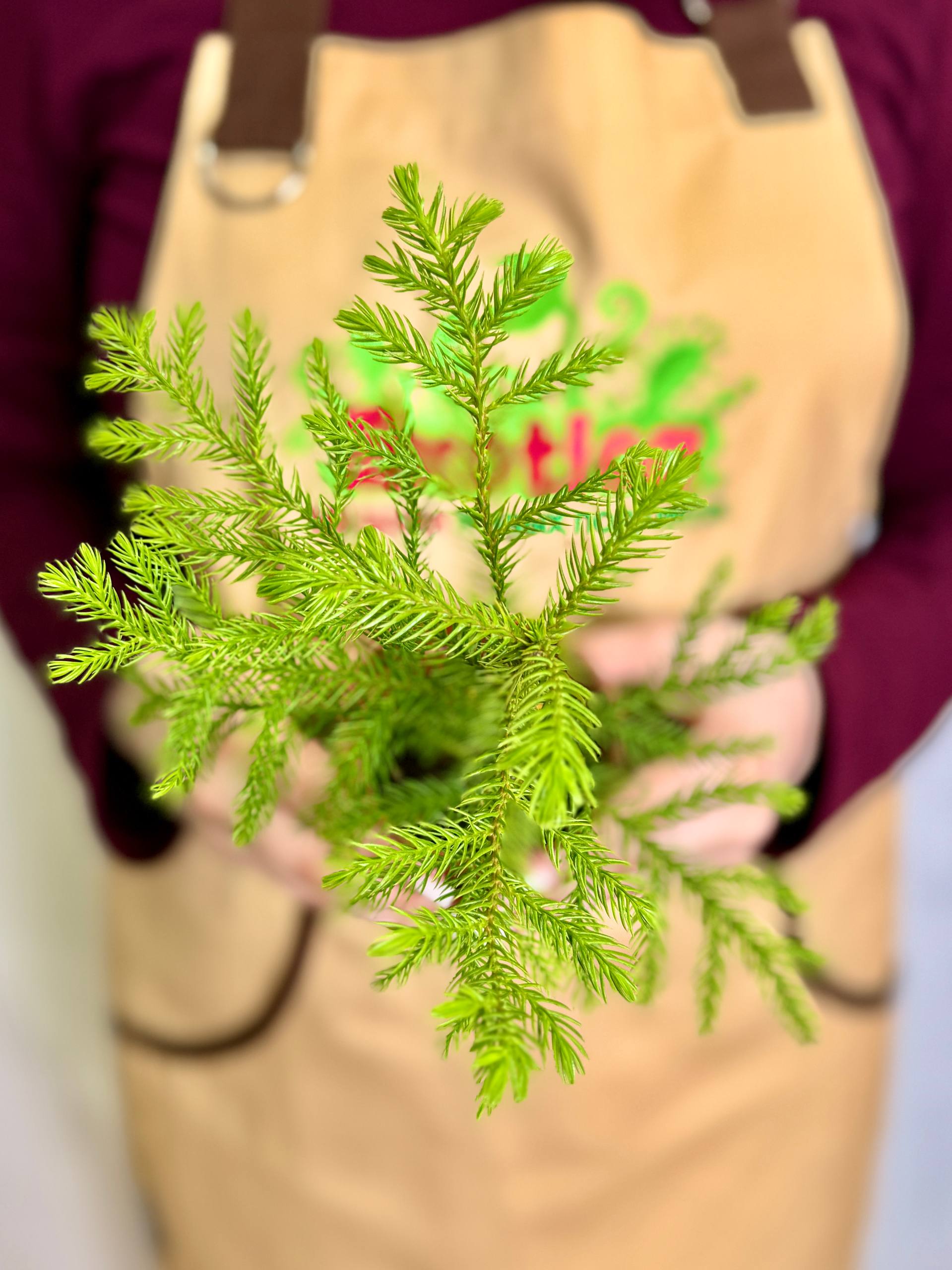 Араукария Разнолистная (Araucaria Heterophylla) D9см