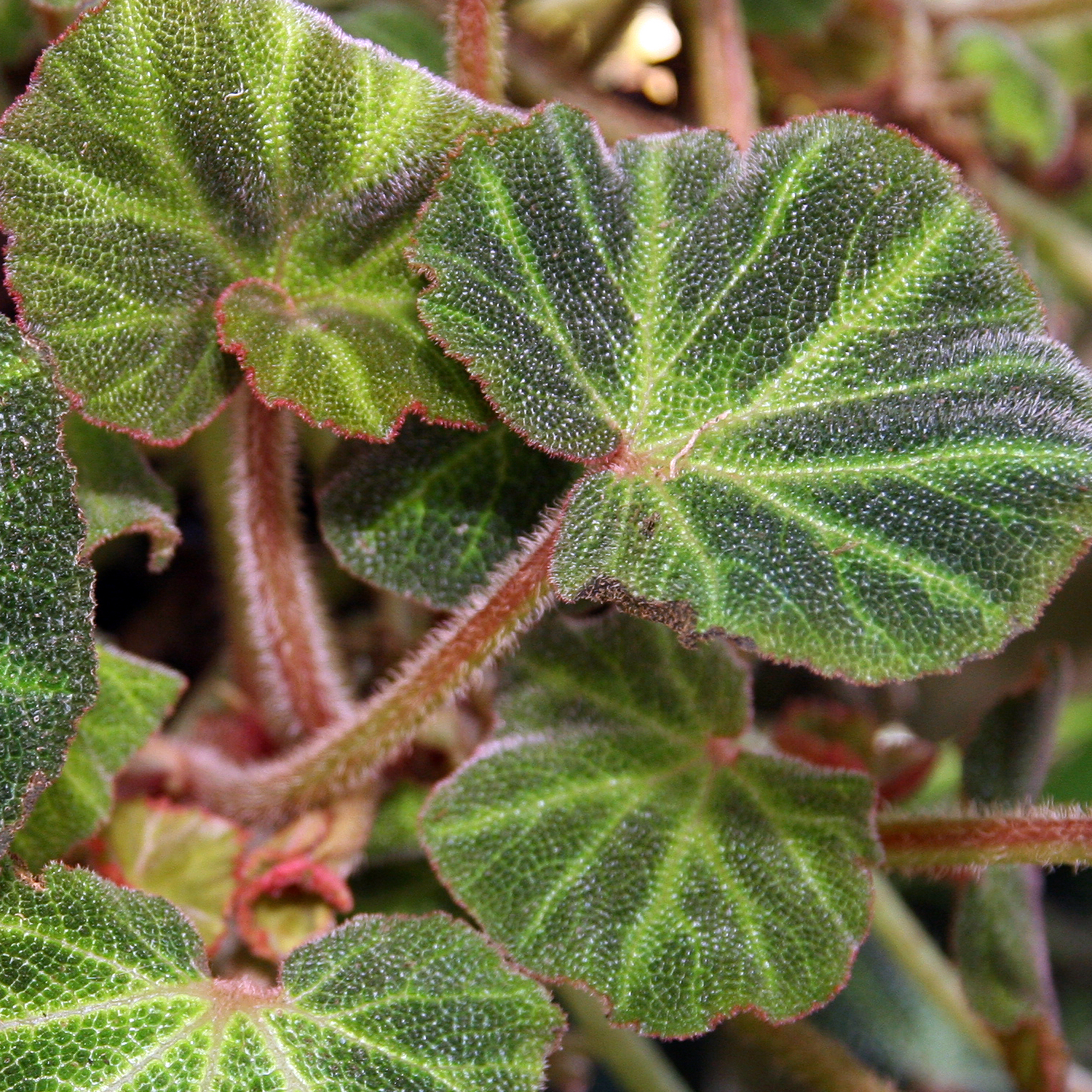 Бегония Соли-Мутата (Begonia Soli-Mutata) D12см