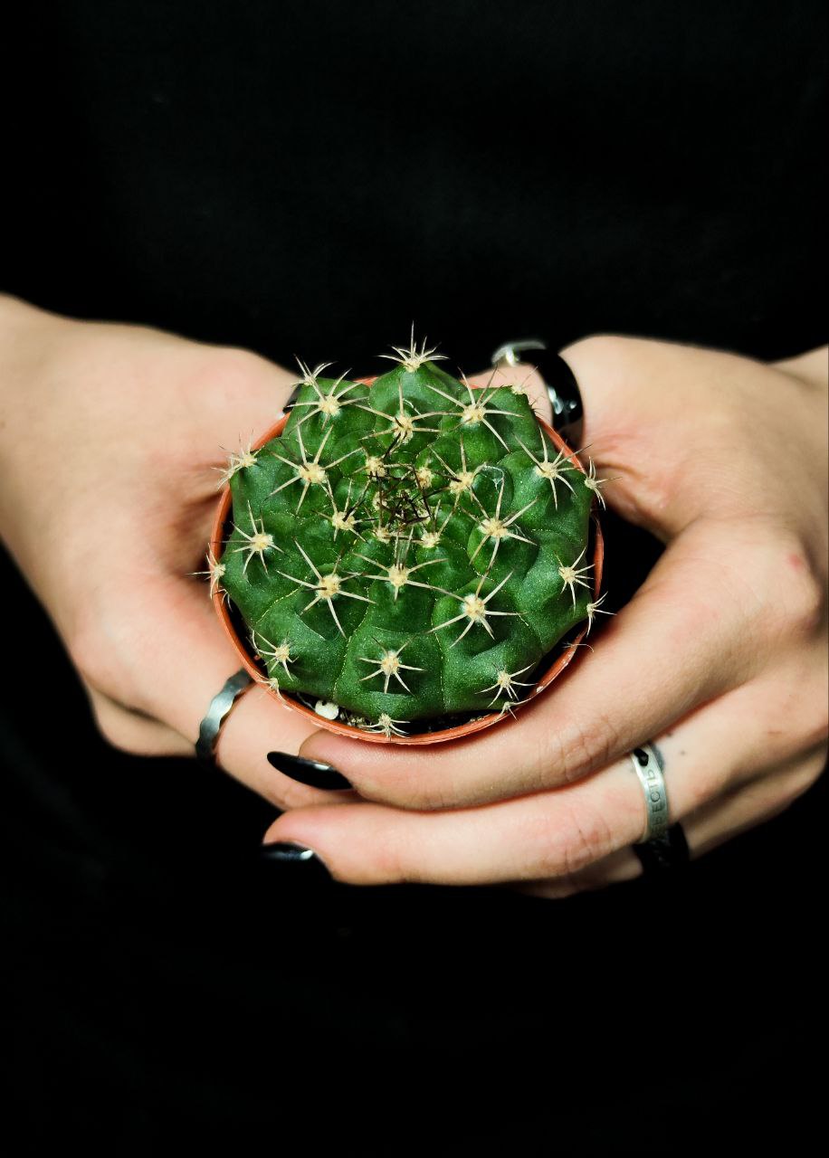 Кактус Гимнокалициум Дамси (Gymnocalycium Damsii) D5см