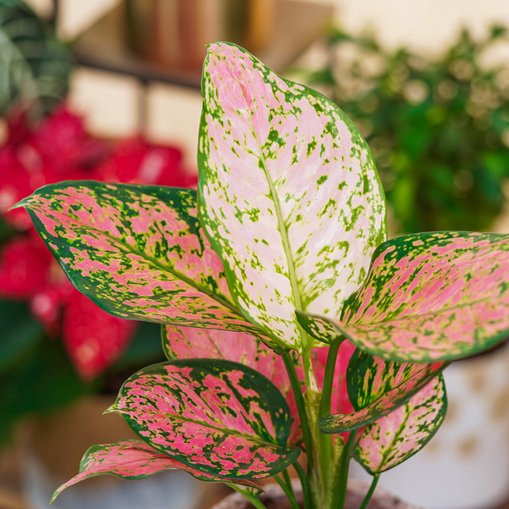 Аглаонема Кримсон Лав (Aglaonema Crimson Love) D12см