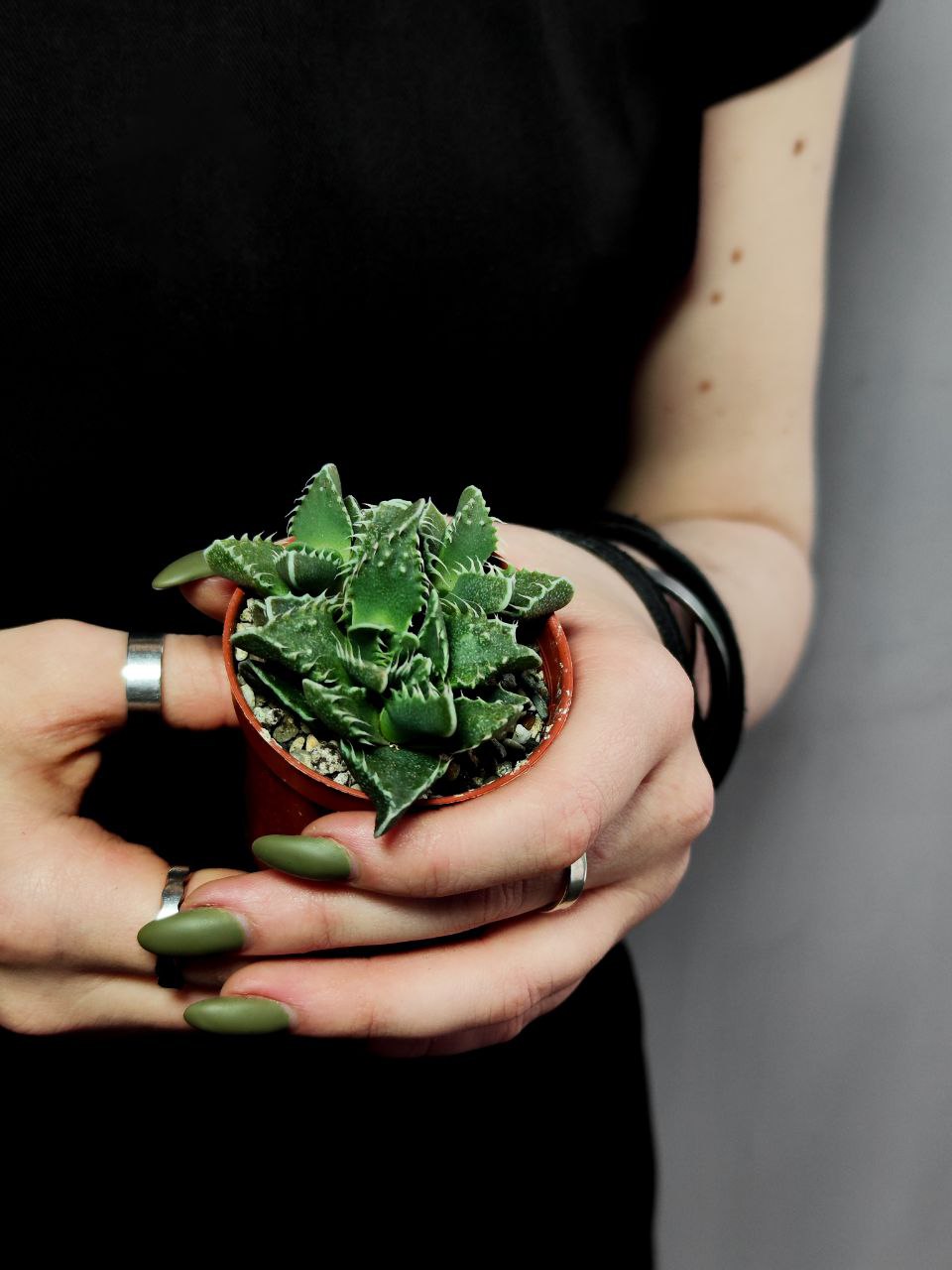 Фаукария Тигровая (Faucaria Tigrina) D5см